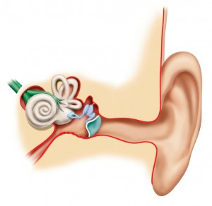 Hear, Hear: How to Protect Your Inner Ear - Clarity Audiology